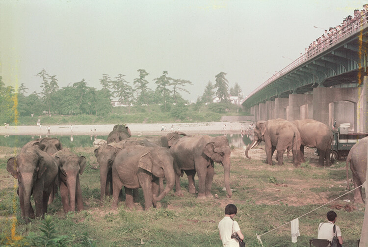 1970年 武庫川に象の大群