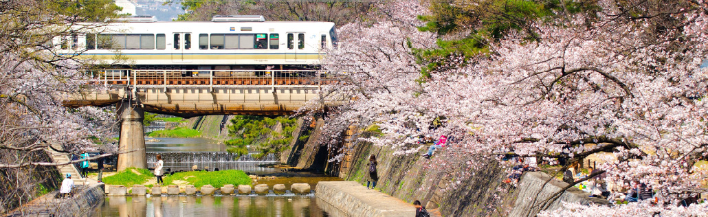 写真：夙川の桜