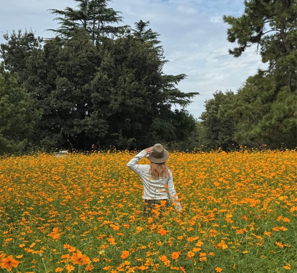 武庫川髭の渡しコスモス園