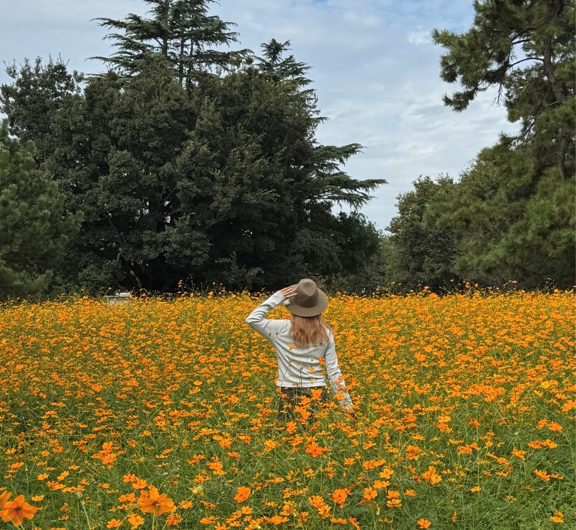 武庫川髭の渡しコスモス園