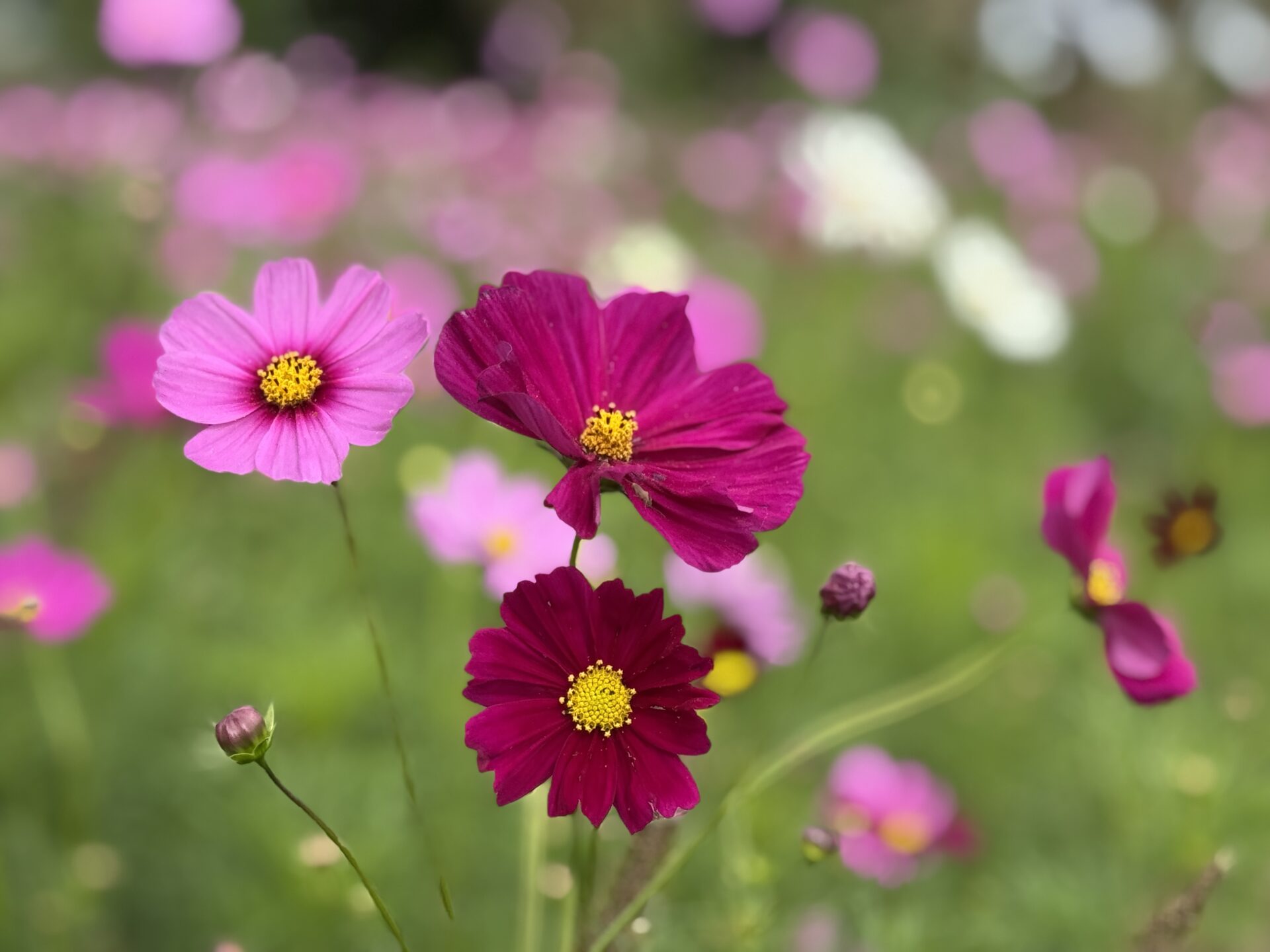 武庫川髭の渡しコスモス園