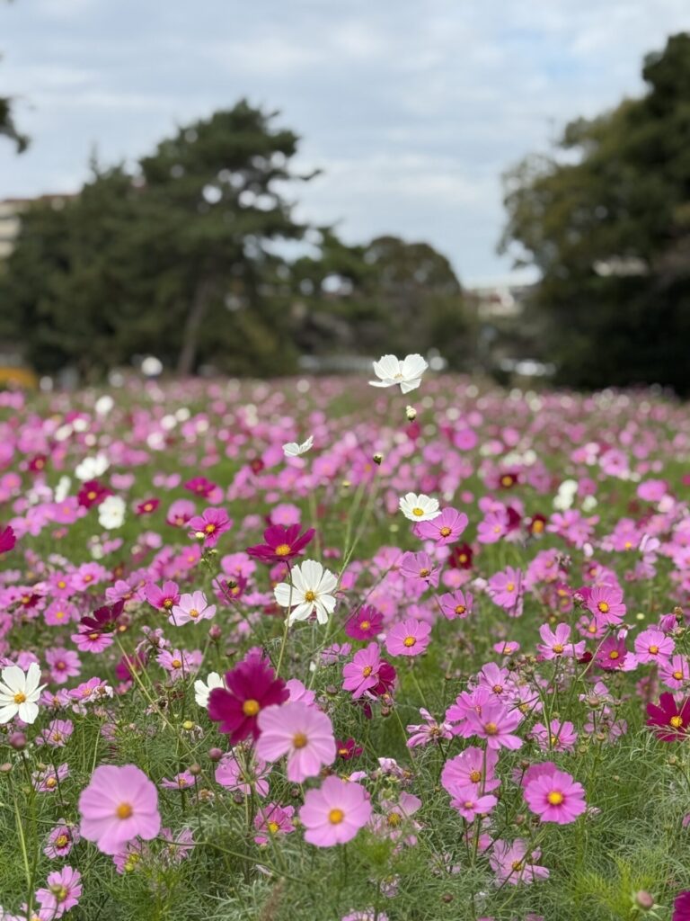 武庫川髭の渡しコスモス園