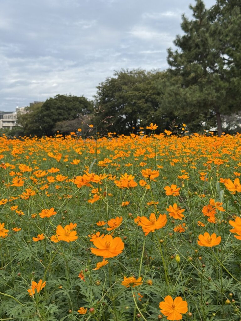 武庫川髭の渡しコスモス園