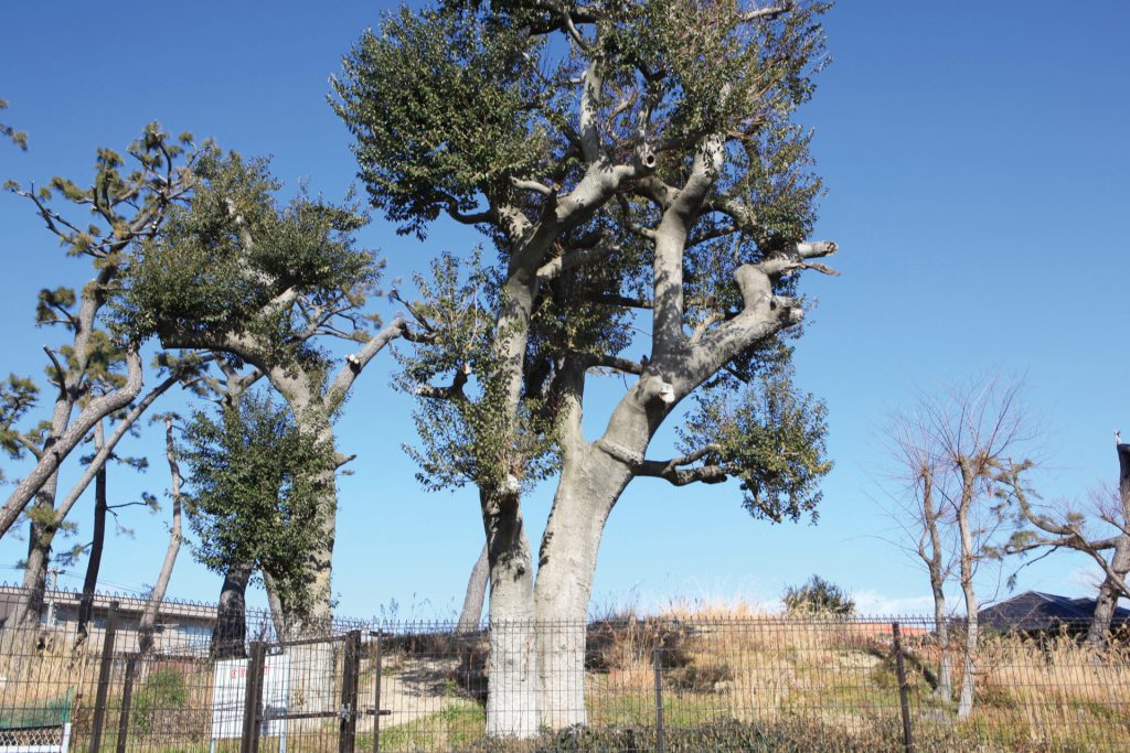 金津山古墳