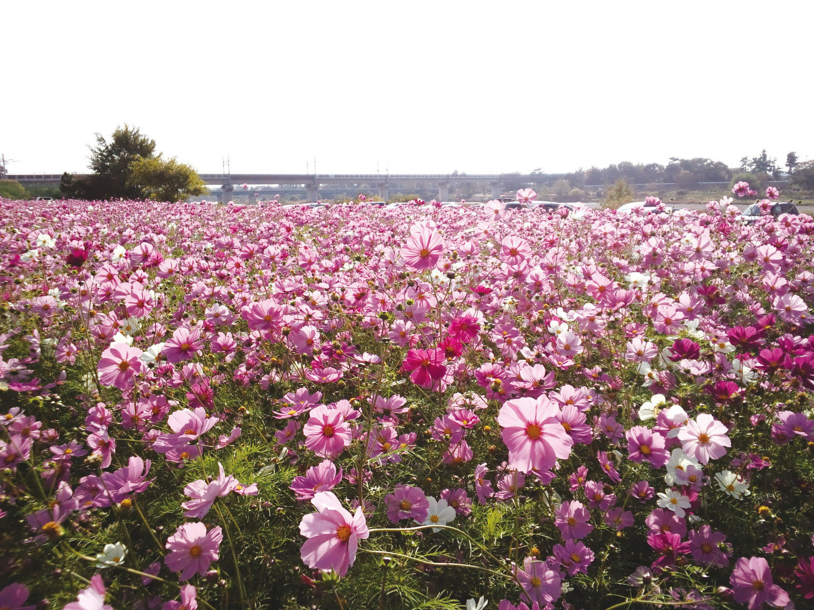 武庫川髭の渡しコスモス園